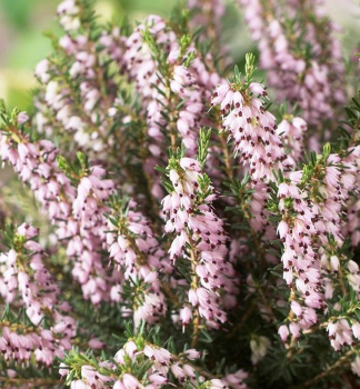 Winterbl�hende Heide �GHOST HILLS�, Cont. 0,5 l