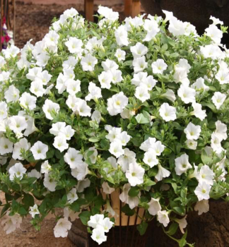 Surfinia �TABLE WHITE�, Cont. 0,5 l