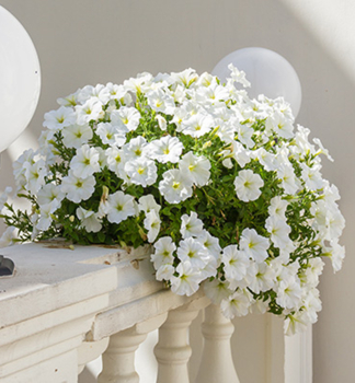 Surfinia �TABLE WHITE�, Cont. 0,5 l