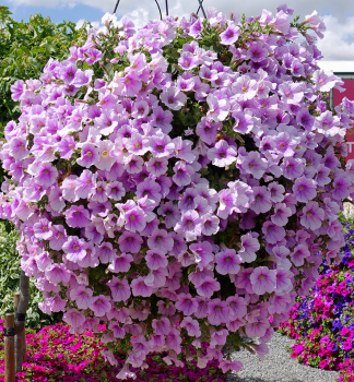 Surfinia �SWEET PINK�, Cont. 0,5 l