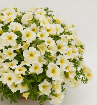 Surfinia �TRAILING LIGHT YELLOW�, Cont. 0,5 l