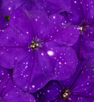 Petunie �CONSTELLATION VIRGO�, Cont. 0,5 l