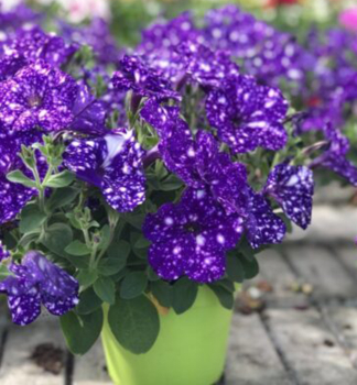 Petunie �CONSTELLATION VIRGO�, Cont. 0,5 l