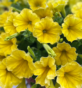 Surfinia �DARK YELLOW MORN�, Cont. 0,5 l