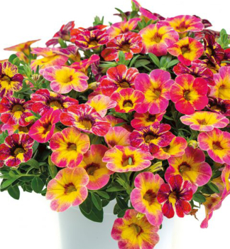 Mini-Petunie �CHAMELEON� TART DECO�, Cont. 0,5 l