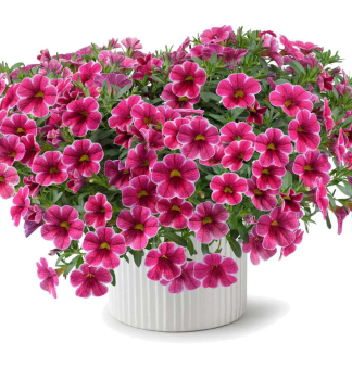 Mini-Petunie �COLIBRI� CHERRY LACE�, Cont. 0,5 l