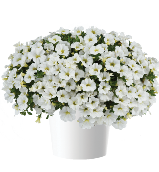 Mini-Petunie �COLIBRI� PURE WHITE�, Cont. 0,5 l