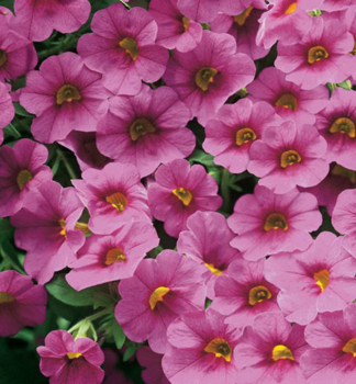 Mini-Petunie 'PORTUCAL� TRAILING PINK', Cont. 0,5 l