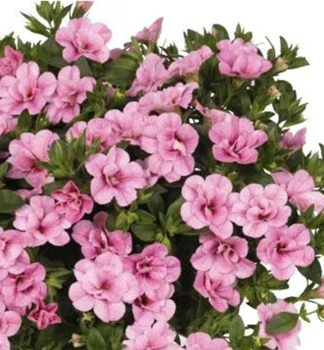 Mini-Petunie 'ALOHA DOUBLE� PINK', Cont. 0,5 l