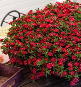 Mini-Petunie 'ALOHA DOUBLE� RED', Cont. 0,5 l