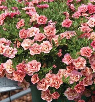 Mini-Petunie 'ALOHA DOUBLE� APRICOT', Cont. 0,5 l