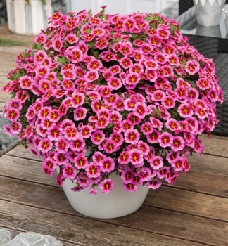 Mini-Petunie 'TIK TOK� ROSE', Cont. 0,5 l