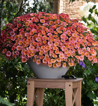 Mini-Petunie 'TIK TOK� ORANGE', Cont. 0,5 l