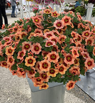 Mini-Petunie 'TIK TOK� ORANGE', Cont. 0,5 l