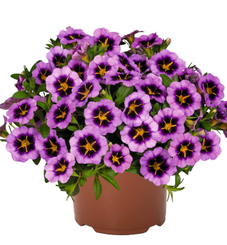 Mini-Petunie 'TIK TOK� GRAPE', Cont. 0,5 l