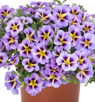 Mini-Petunie 'TIK TOK� SKY BLUE', Cont. 0,5 l