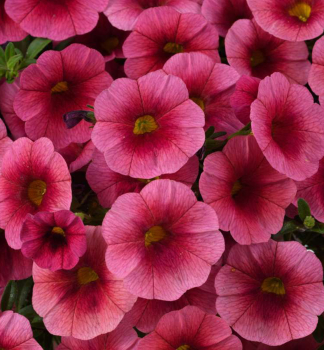 Mini-Petunie �COLIBRI� MALIBU PINK�, Cont. 0,5 l