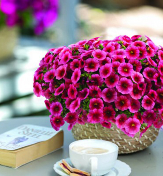 Mini-Petunie �COLIBRI� MALIBU PINK�, Cont. 0,5 l