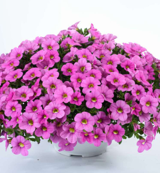 Mini-Petunie �COLIBRI� PINK FLAMINGO�, Cont. 0,5 l