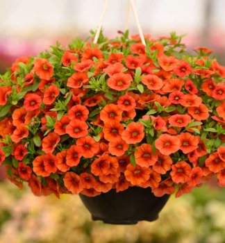 Halb�berh�ngende Mini-Petunie �COLIBRI� TANGERINE�, Cont. 0,5 l