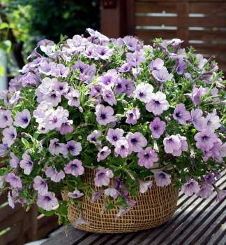Petunie 'CASCADIAS� LAVENDER ICE', Cont. 0,5 l