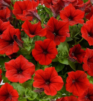 �berh�ngende Petunie 'CASCADIAS� CHILLI RED', Cont. 0,5 l