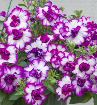 Petunie 'TUMBELINA� NICOLA', Cont. 0,5 l