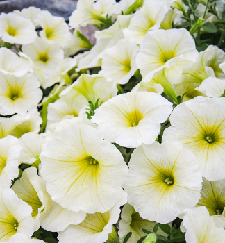 Petunie 'PRETTYTOONIA� LEMON', Cont. 0,5 l