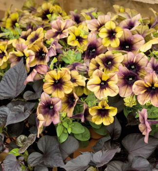 Petunie 'RAY� SHADOW�, Cont. 0,5 l