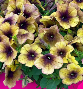 Petunie 'RAY� SHADOW�, Cont. 0,5 l