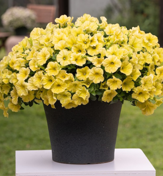 Petunie 'CAPELLA� HELLO SUNSHINE', Cont. 0,5 l