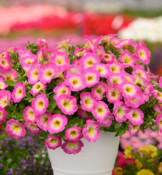 Petunie 'CAPELLA� PINK MORN', Cont. 0,5 l
