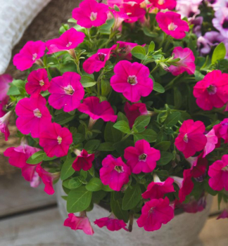 Petunie 'CAPELLA� ROSE', Cont. 0,5 l