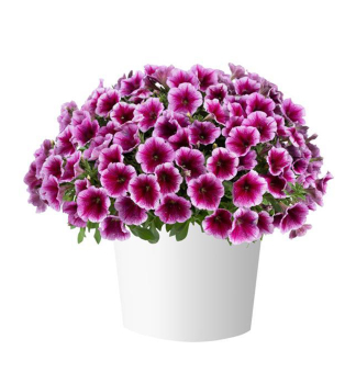 Petunie 'CAPELLA� FUCHSIA LACE', Cont. 0,5 l