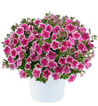 Halb�berh�ngende Petunie 'CAPELLA� RIM FUCHSIA', Cont. 0,5 l