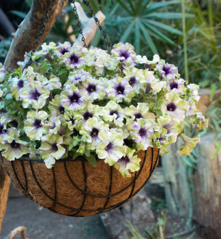 Petunie 'AMAZONAS� PLUM COCKATOO�, Cont. 0,5 l