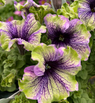 Petunie 'AMAZONAS� PLUM COCKATOO�, Cont. 0,5 l