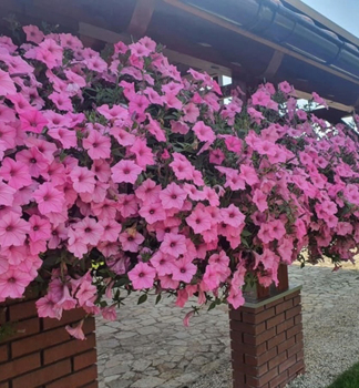 Petunie �SUPERTUNIA� VISTA BUBBLEGUM�, Cont. 0,5 l