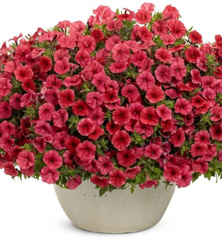 Petunie �SUPERTUNIA� VISTA STRAWBERRY�, Cont. 0,5 l