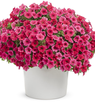 Petunie �SUPERTUNIA� VISTA PARADISE�, Cont. 0,5 l