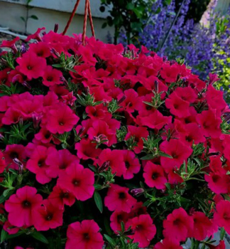 Petunie �SUPERTUNIA� VISTA PARADISE�, Cont. 0,5 l