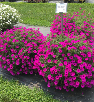 Petunie �SUPERTUNIA� VISTA JAZZBERRY�, Cont. 0,5 l
