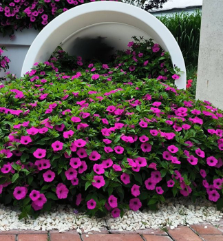 Petunie �SUPERTUNIA� VISTA JAZZBERRY�, Cont. 0,5 l