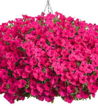 Petunie �SUPERTUNIA� VISTA FUCHSIA�, Cont. 0,5 l