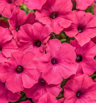 Petunie �SUPERTUNIA� VISTA FUCHSIA�, Cont. 0,5 l