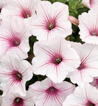 Petunie �SUPERTUNIA� VISTA SILVERBERRY�, Cont. 0,5 l
