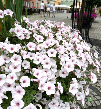 Petunie �SUPERTUNIA� VISTA SILVERBERRY�, Cont. 0,5 l