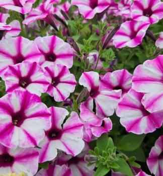 Petunie �SUPERTUNIA� VISTA RASPBERRY STAR�, Cont. 0,5 l