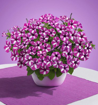Petunie �SUPERTUNIA� VISTA RASPBERRY STAR�, Cont. 0,5 l