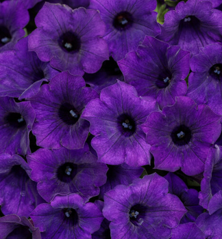 Petunie �SUPERTUNIA� MINI VISTA ULTRAMARINE�, Cont. 0,5 l